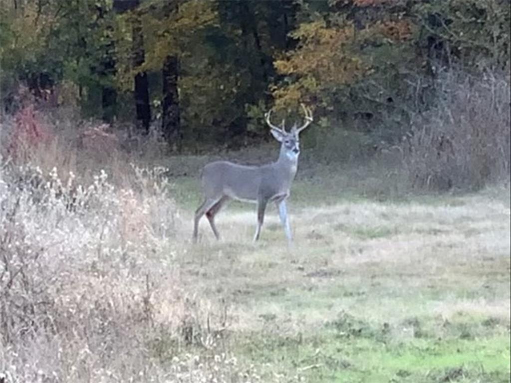 37100 County Road Sumner, TX 75486 - Photo 2 of 40 a view of outdoor space and yard
