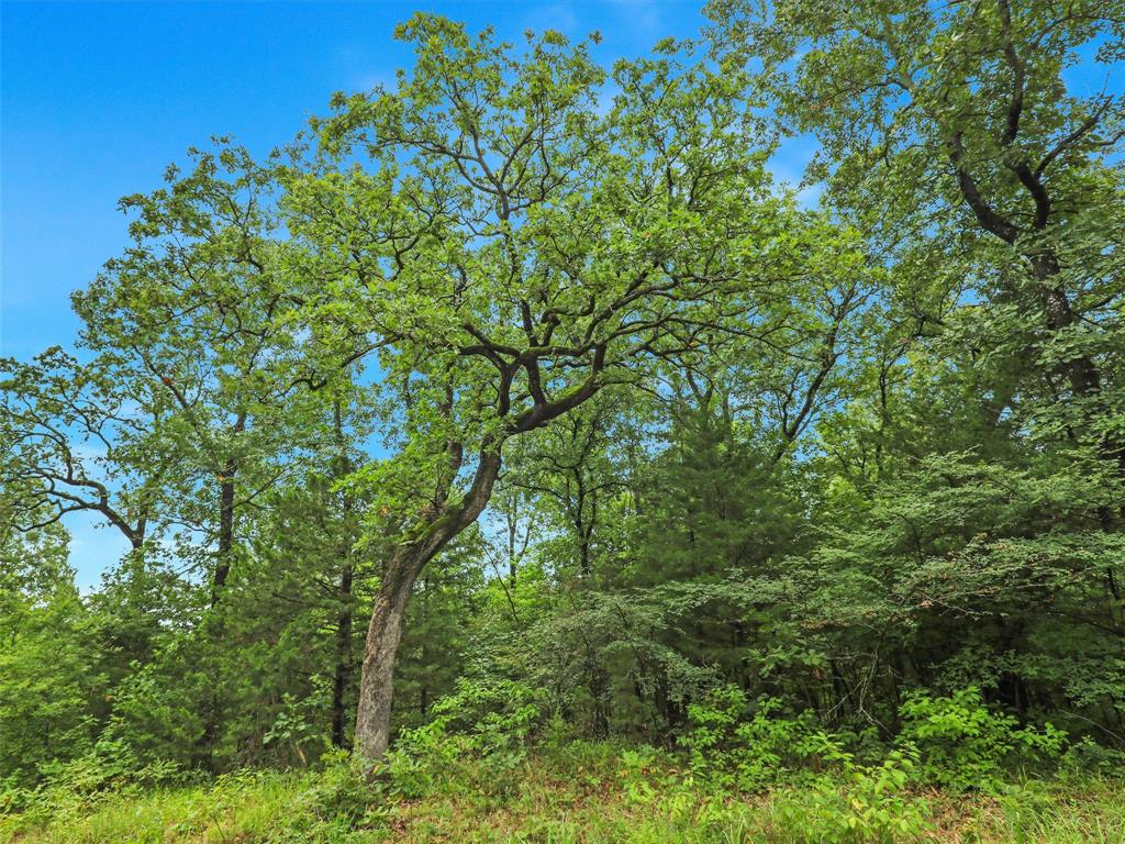 37100 County Road Sumner, TX 75486 - Photo 21 of 40 a view of a lush green forest