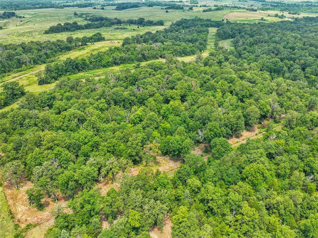 37100 County Road Sumner, TX 75486 - Photo 34 of 40 a view of a big yard with plants and large trees