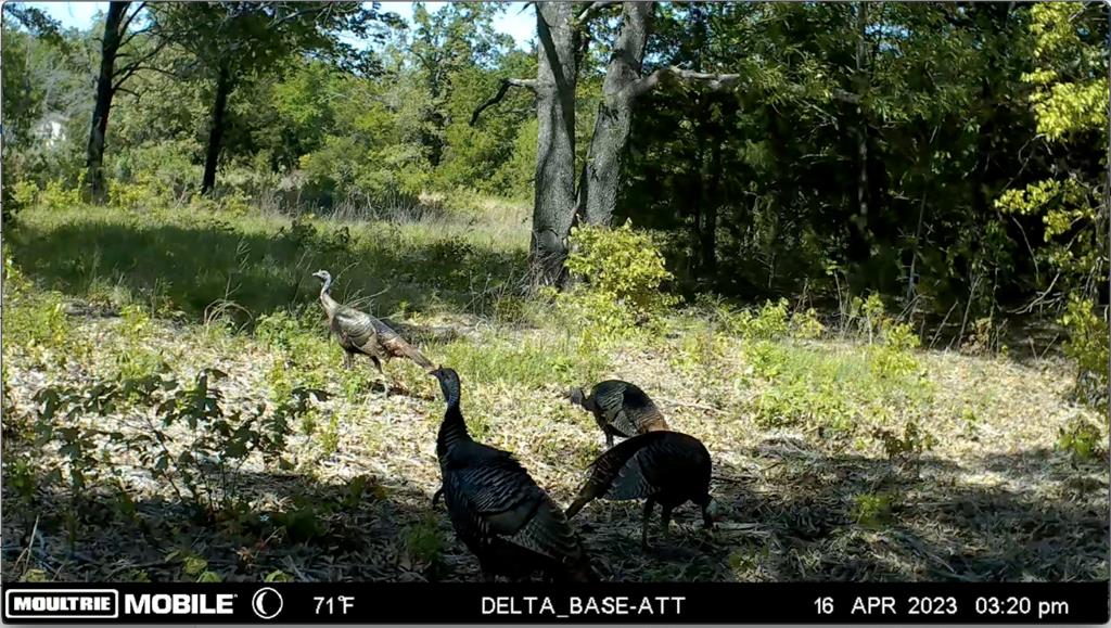 37100 County Road Sumner, TX 75486 - Photo 4 of 40 a backyard of a house with lots of green space