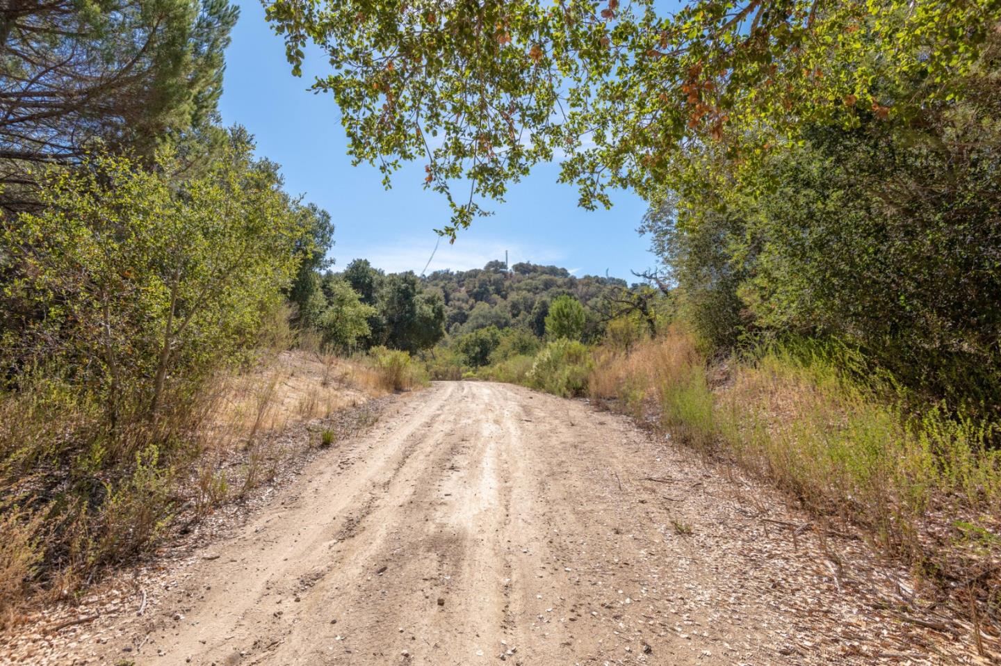 286 San Benancio Road Salinas, CA 93908 - Photo 3 of 15 a view of a yard with a tree