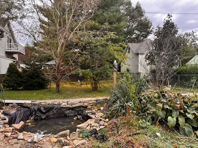 a view of a yard with plants and large trees