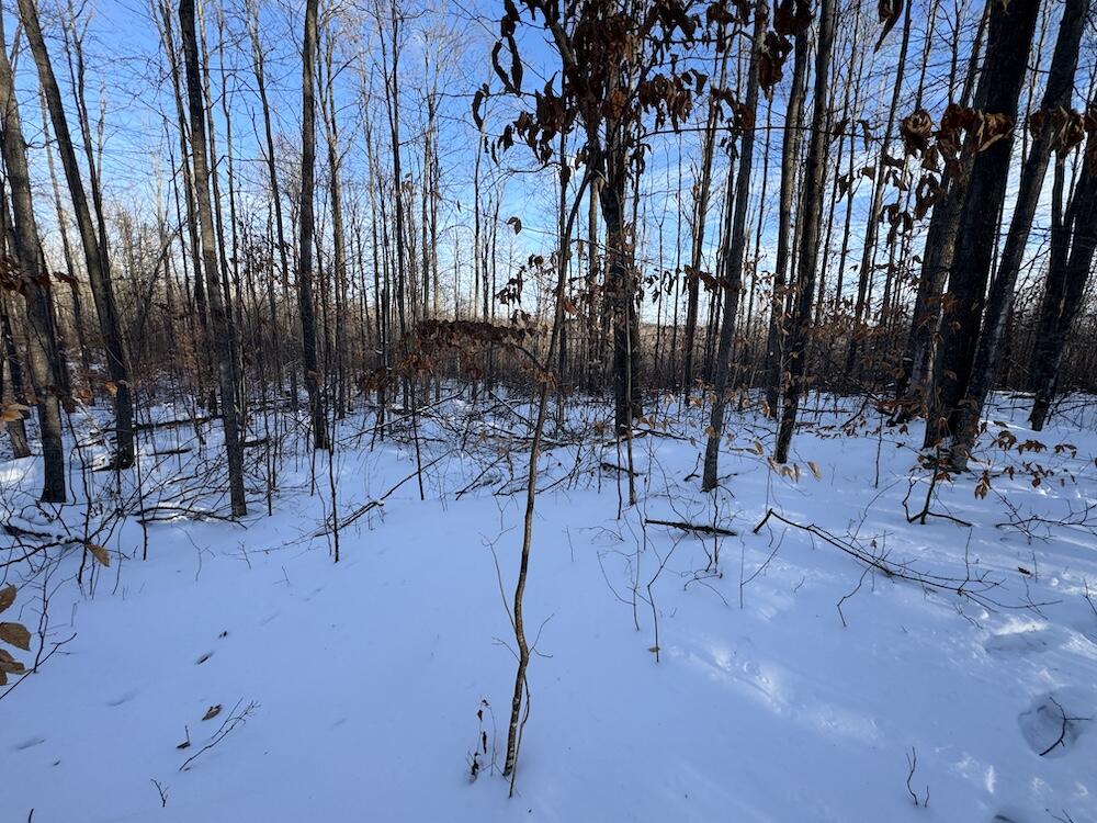 152-acres West Miller Road Mio, MI 48647 - Photo 112 of 137 IMG_9335 3