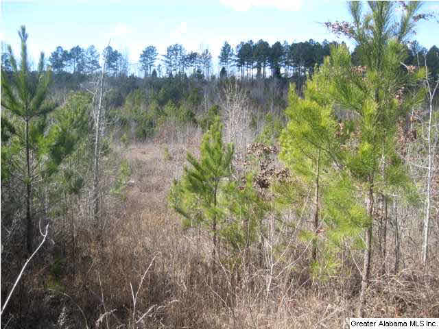 Turkey Ridge, Unit 36 Ragland, AL 35131 - Photo 9 of 13