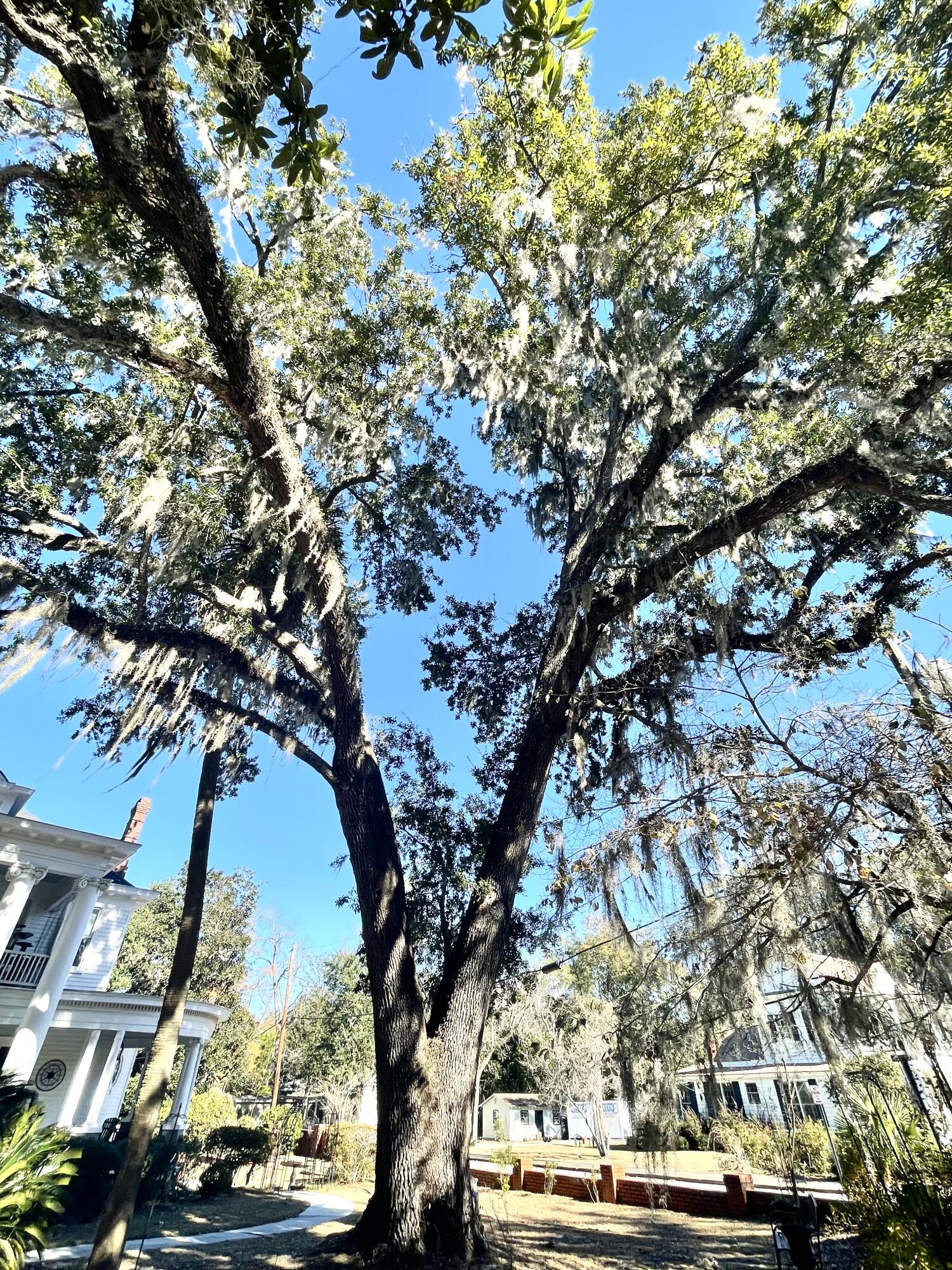 919 Wichman Street Walterboro, SC 29488 - Photo 27 of 35 IMG_8995