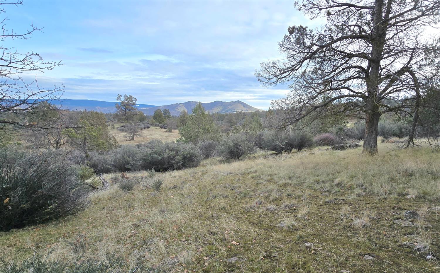 730 Grouse Way Hornbrook, CA 96044 - Photo 3 of 16 a view of a dry yard with green space