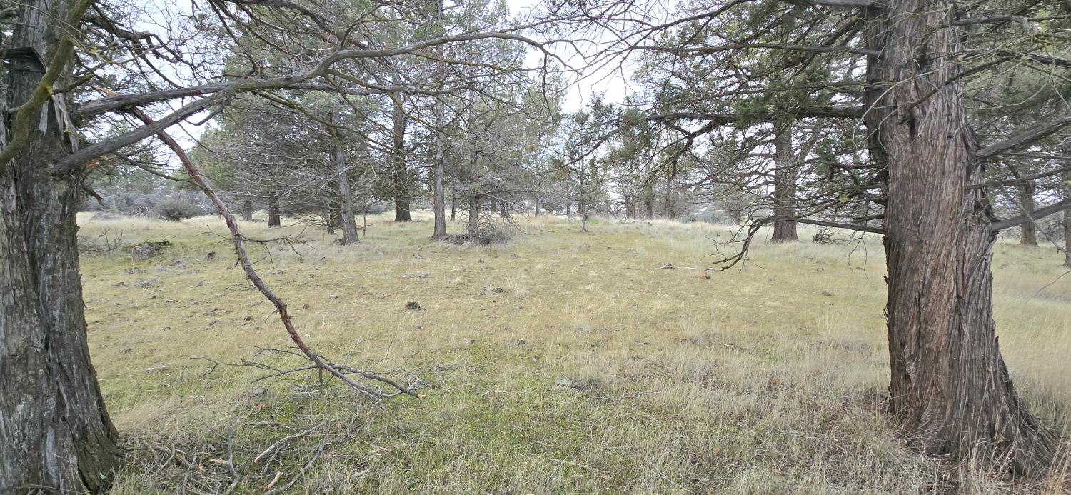 730 Grouse Way Hornbrook, CA 96044 - Photo 10 of 16 a view of a yard with trees