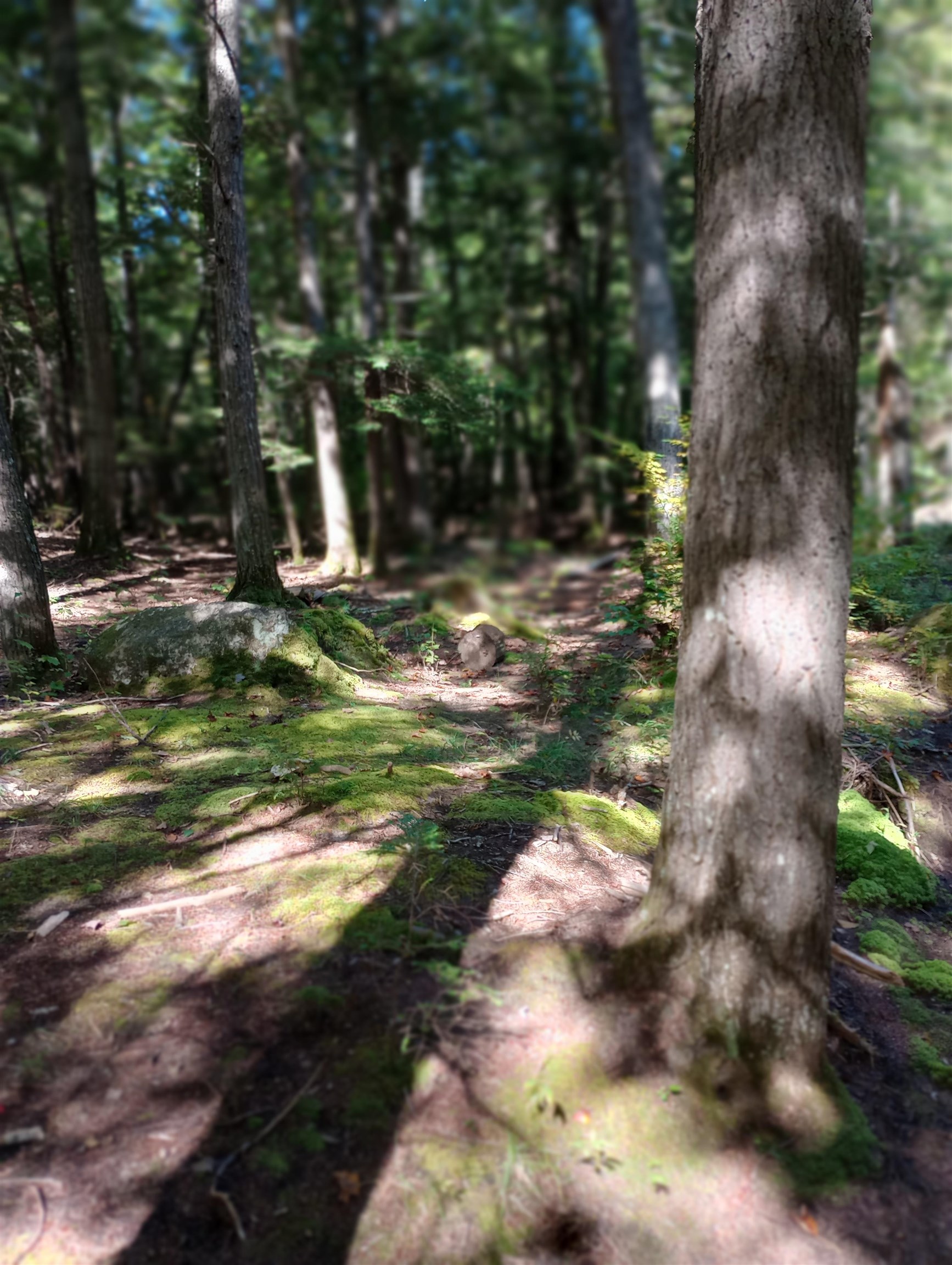 275 Pine Hill Road Ossipee, NH 03814 - Photo 22 of 33