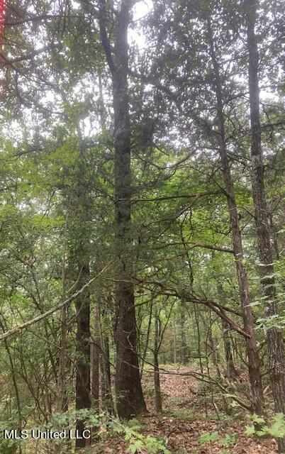 0 Boswell Road Holly Springs, MS 38635 - Photo 2 of 8 boswell tree 2