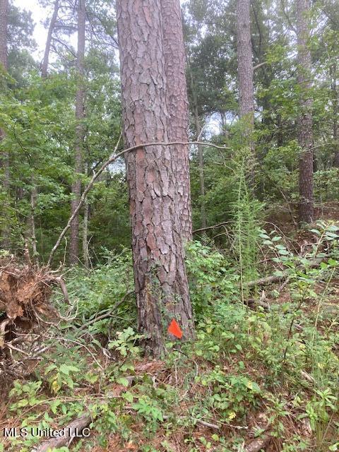 0 Boswell Road Holly Springs, MS 38635 - Photo 7 of 8 boswell flags