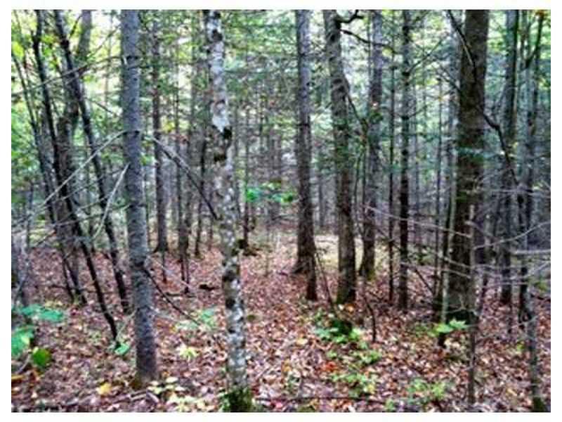 1 Molly Osgood Road Springfield, ME 04487 - Photo 21 of 24 Land.
