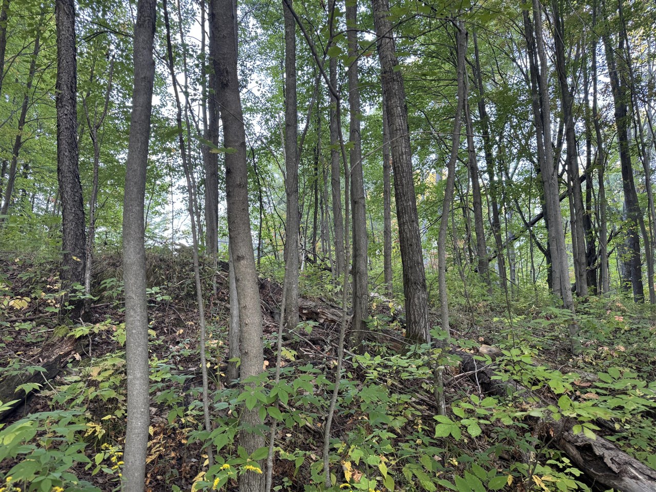 15 15 Mile Road Leroy, MI 49655 - Photo 10 of 14