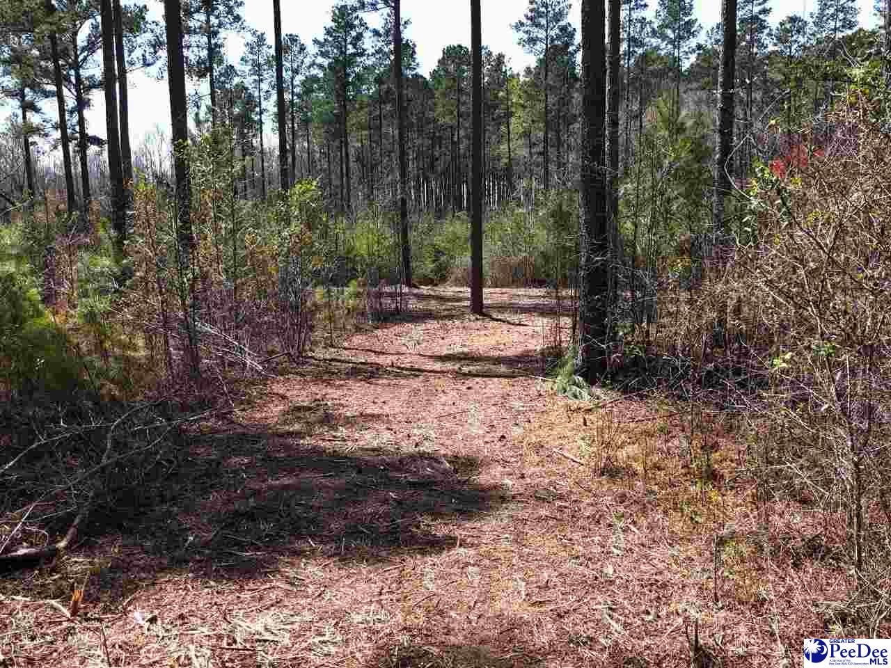 1-2 Snow Hill Road Chesterfield, SC 29709 - Photo 7 of 20 Gallery Image 7
