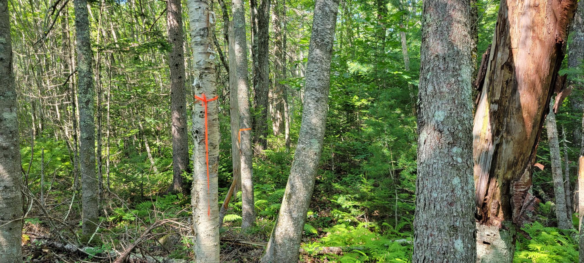 18 Backmeadow Road Waldoboro, ME 04572 - Photo 12 of 12 20230802_103155