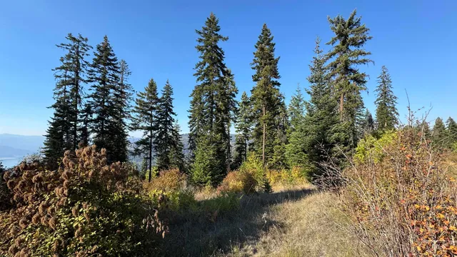 $212,000 | Tbd White Pine Drive, Orofino, ID 83544
