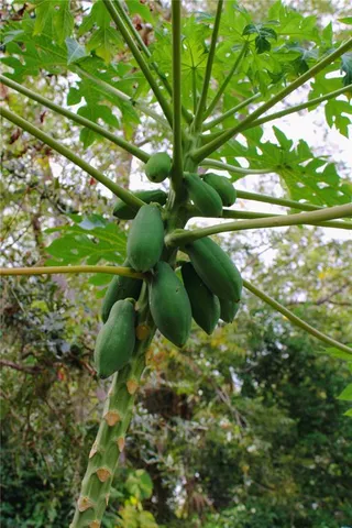 a view of banana tree