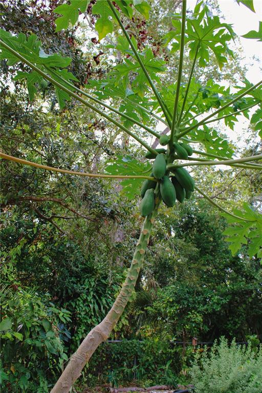4225 Bradenton Road, Unit C Sarasota, FL 34234 - Photo 17 of 19 a plant view with lots of trees