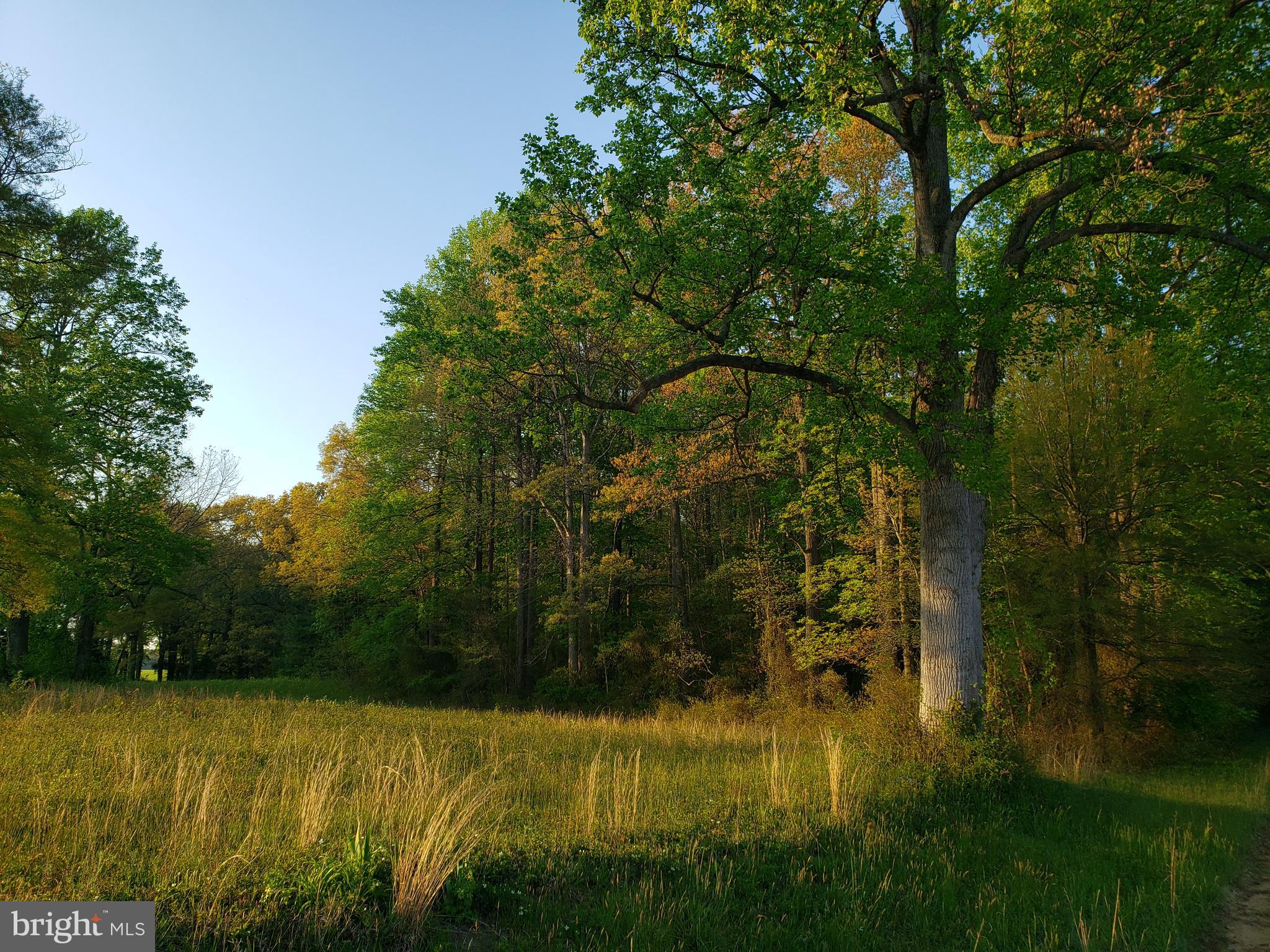 Cranfield Road Denton, MD 21629 - Photo 8 of 15