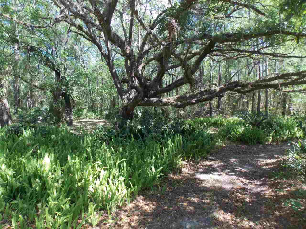 90 Buckeye Nursery Road Perry, FL 32347 - Photo 3 of 28