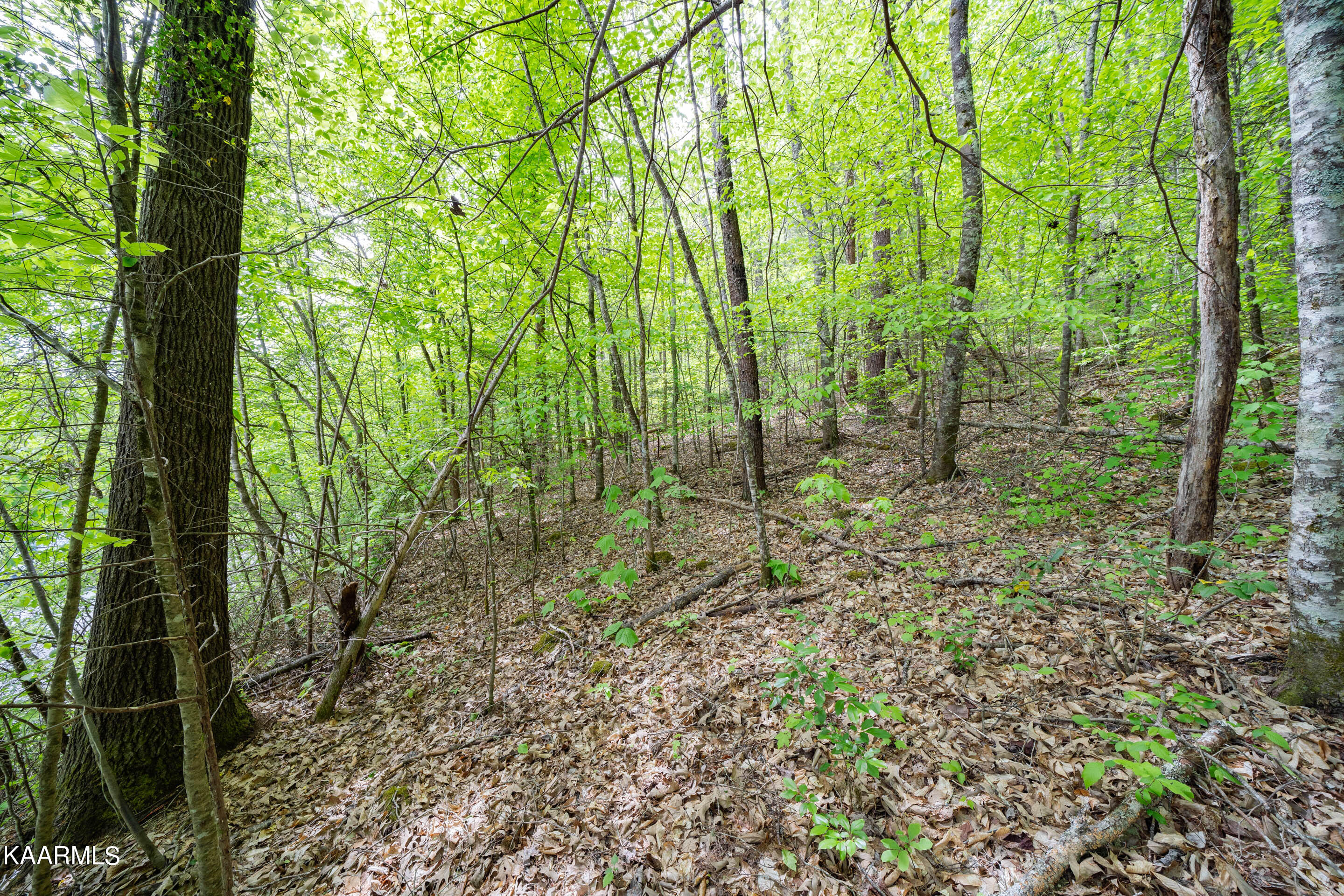 220 Fox Hollow Road Townsend, TN 37882 - Photo 4 of 18 220 Fox Hollow Road-2