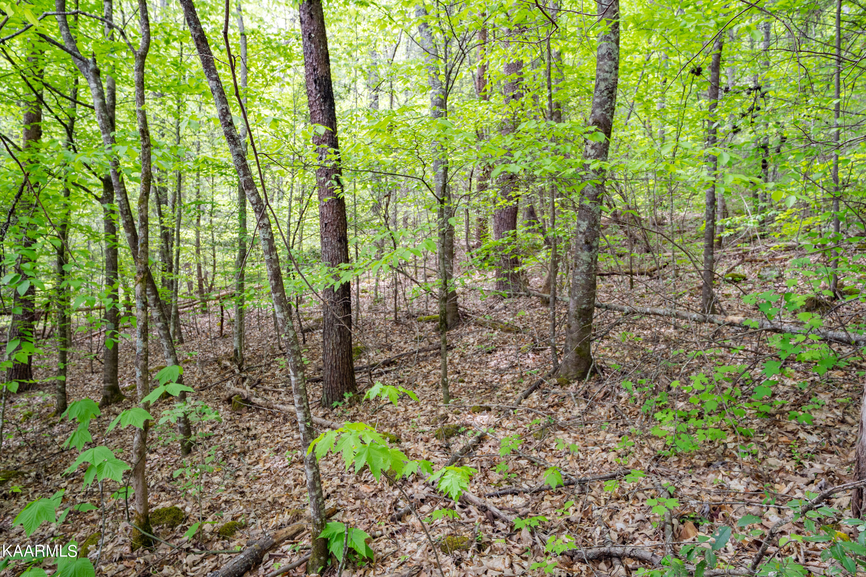 220 Fox Hollow Road Townsend, TN 37882 - Photo 5 of 18 220 Fox Hollow Road-3
