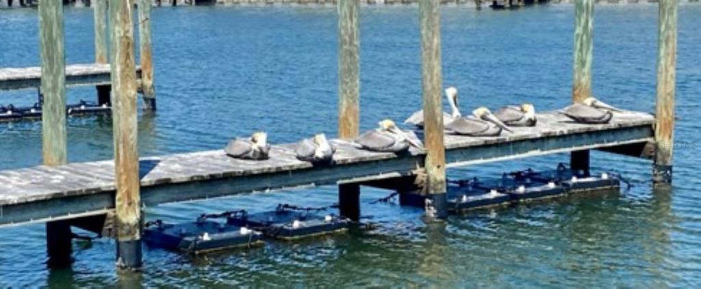 818 Bogie Street Venice, FL 34285 - Photo 26 of 28