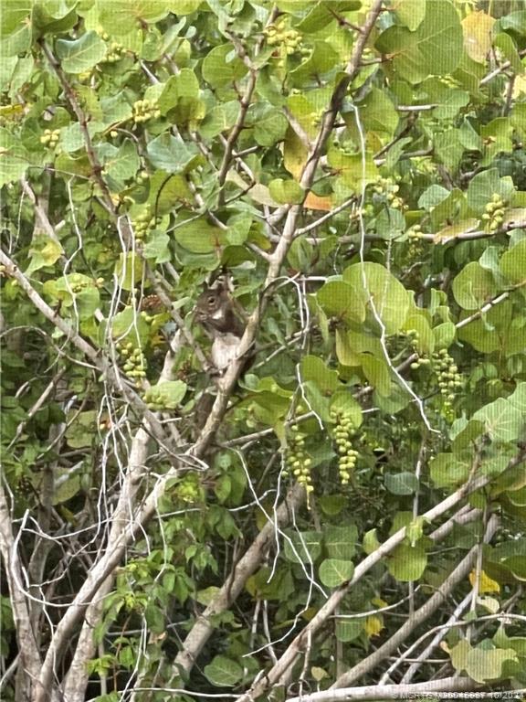 1900 South Kanner Highway, Unit 9202 Stuart, FL 34994 - Photo 26 of 55 Lots of trees and greenery from your screen porch/