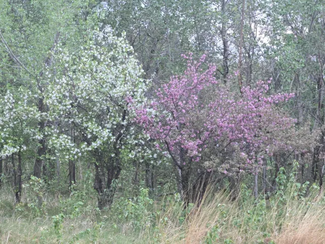 $370,000 | 12916 250th Avenue Northeast, Goodridge, MN 56725