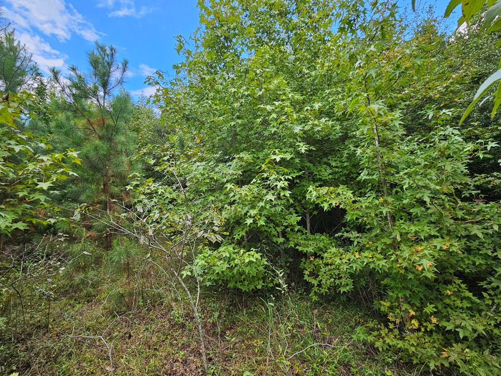 6193 Bloomville Road Manning, SC 29102 - Photo 7 of 19
