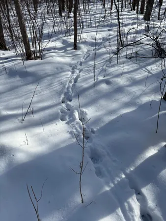 $250,000 | Tbd Arbor Road, Park Rapids, MN 56470