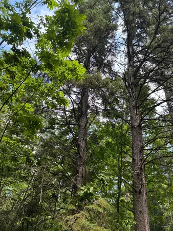 $250,000 | Tbd Arbor Road, Park Rapids, MN 56470