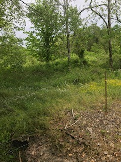 0 Cedar Bluff Road Lafayette, TN 37083 - Photo 11 of 17 a view of a big yard