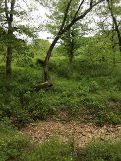 0 Cedar Bluff Road Lafayette, TN 37083 - Photo 7 of 17 a view of outdoor space and trees