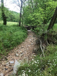 0 Cedar Bluff Road Lafayette, TN 37083 - Photo 8 of 17 a view of a yard with large trees