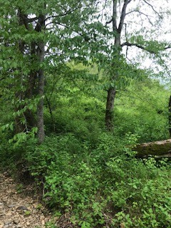0 Cedar Bluff Road Lafayette, TN 37083 - Photo 9 of 17 a lush green forest with lots of trees
