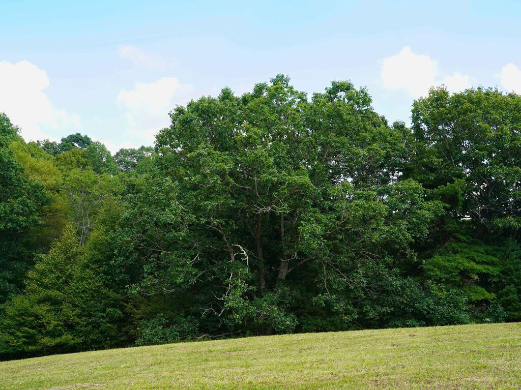 0 Northwest Shady Grove Road Willis, VA 24380 - Photo 23 of 25 Gallery Image 23