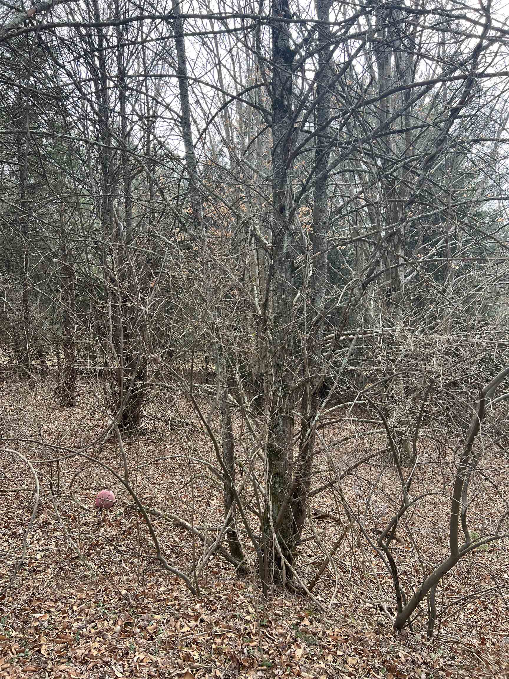 Tbd Cold Springs Road Raphine, VA 24472 - Photo 2 of 3 a picture of tree