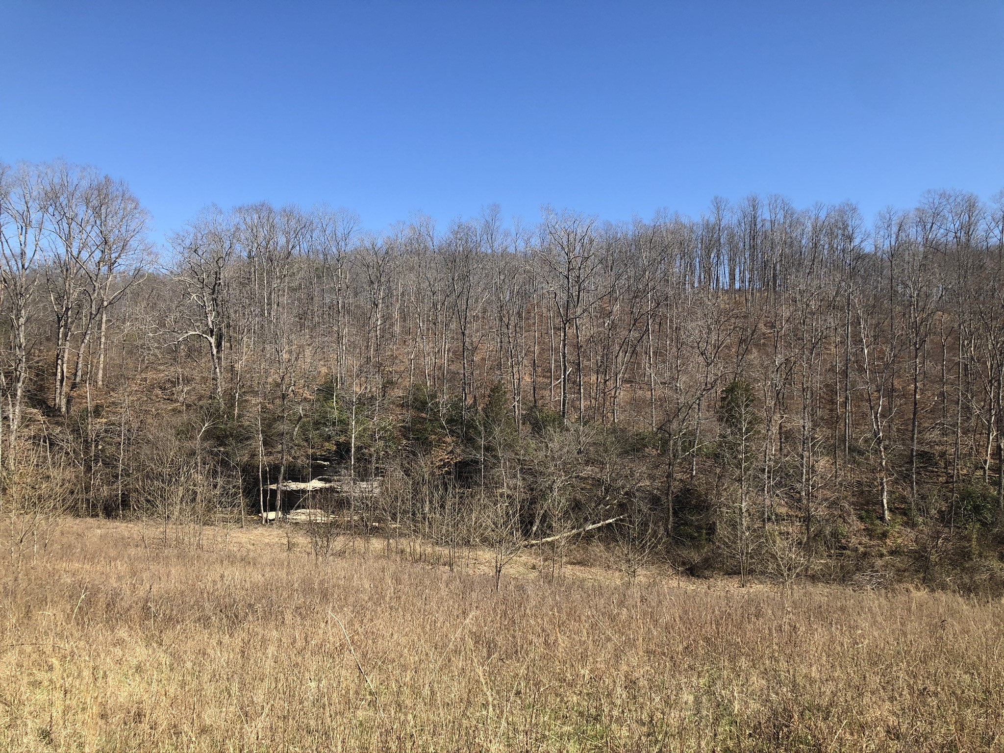 10 Bryant Road Lawrenceburg, TN 38464 - Photo 14 of 18 a view of a forest filled with trees