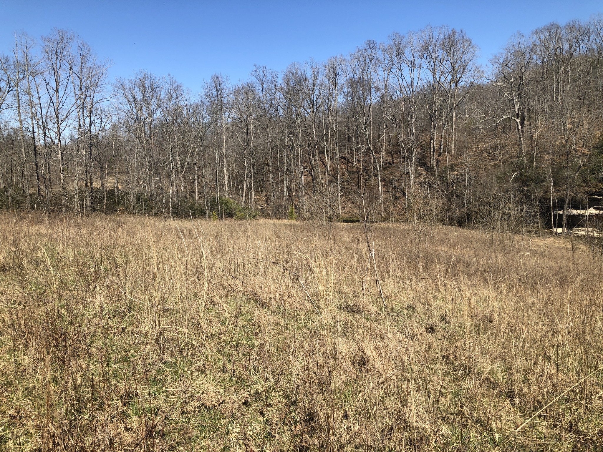 10 Bryant Road Lawrenceburg, TN 38464 - Photo 16 of 18 a view of a yard with trees in the background