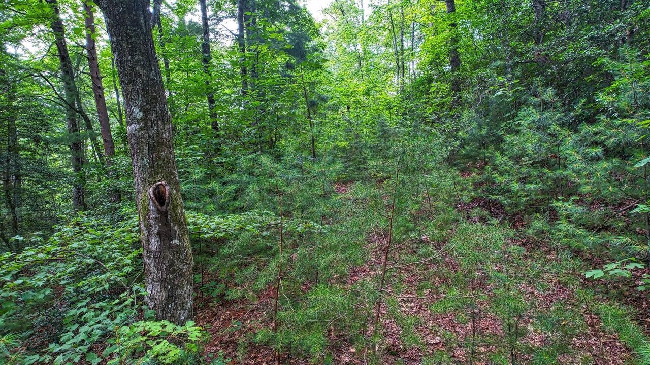 0 Barefoot Hill Road, Unit TRACT 1 Hiawassee, GA 30546 - Photo 5 of 13