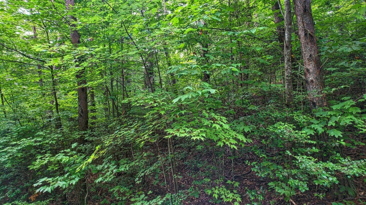 0 Barefoot Hill Road, Unit TRACT 1 Hiawassee, GA 30546 - Photo 7 of 13