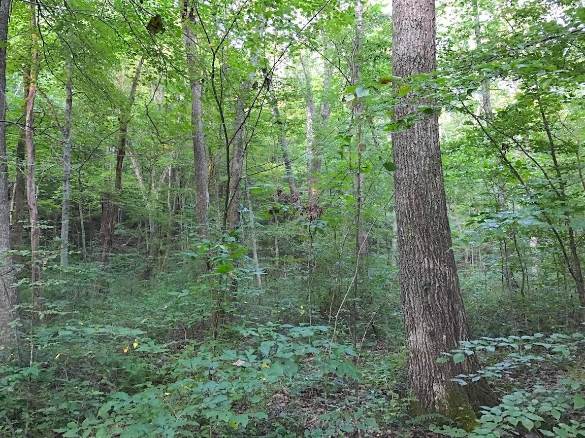 0 Adelphia Road Wellston, OH 45692 - Photo 11 of 48