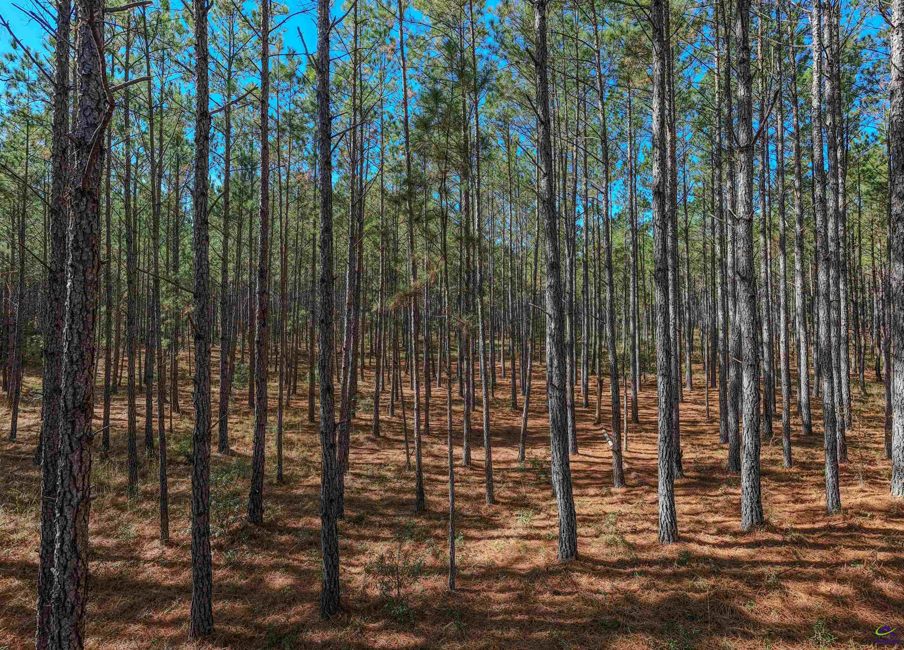 498 White Springs Church Road Gordon, GA 31031 - Photo 10 of 36 Gallery Image 10