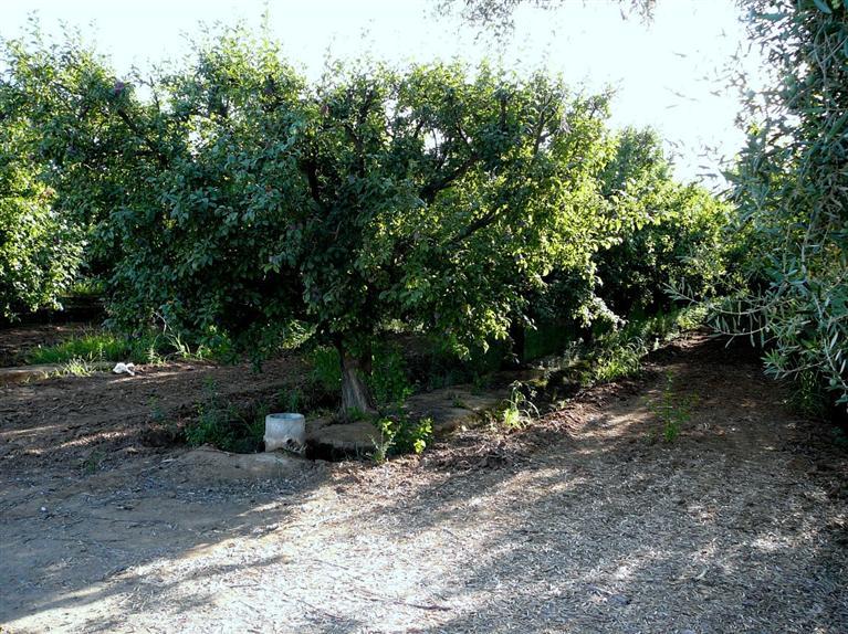 0 East American Avenue Reedley, CA 93654 - Photo 7 of 10 Gallery Image 7