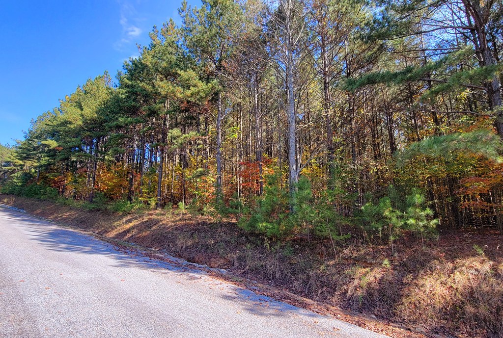 Lot 6 Black Bear Ridge Road Ellijay, GA 30536 - Photo 6 of 19 Gallery Image 6