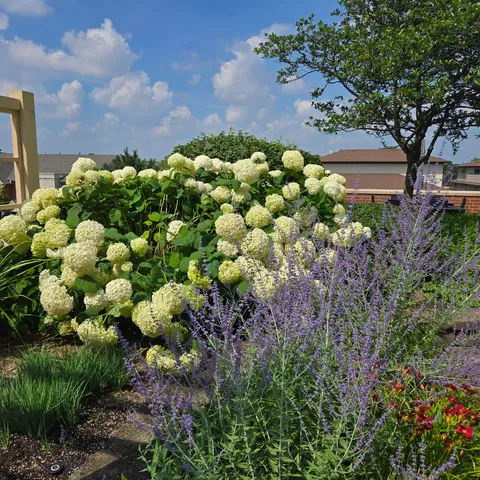 a view of a bunch of flowers