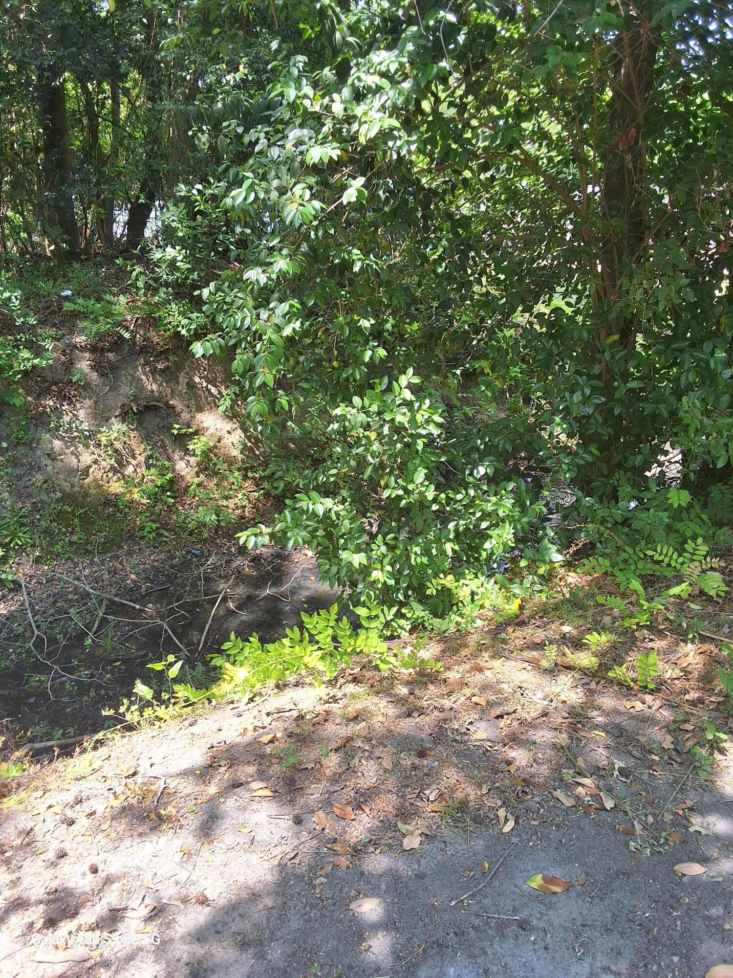 0 Palmetto Road St. Stephen, SC 29479 - Photo 7 of 8