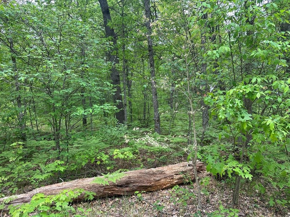6-acres Easement Road Harrison, MI 48625 - Photo 7 of 8