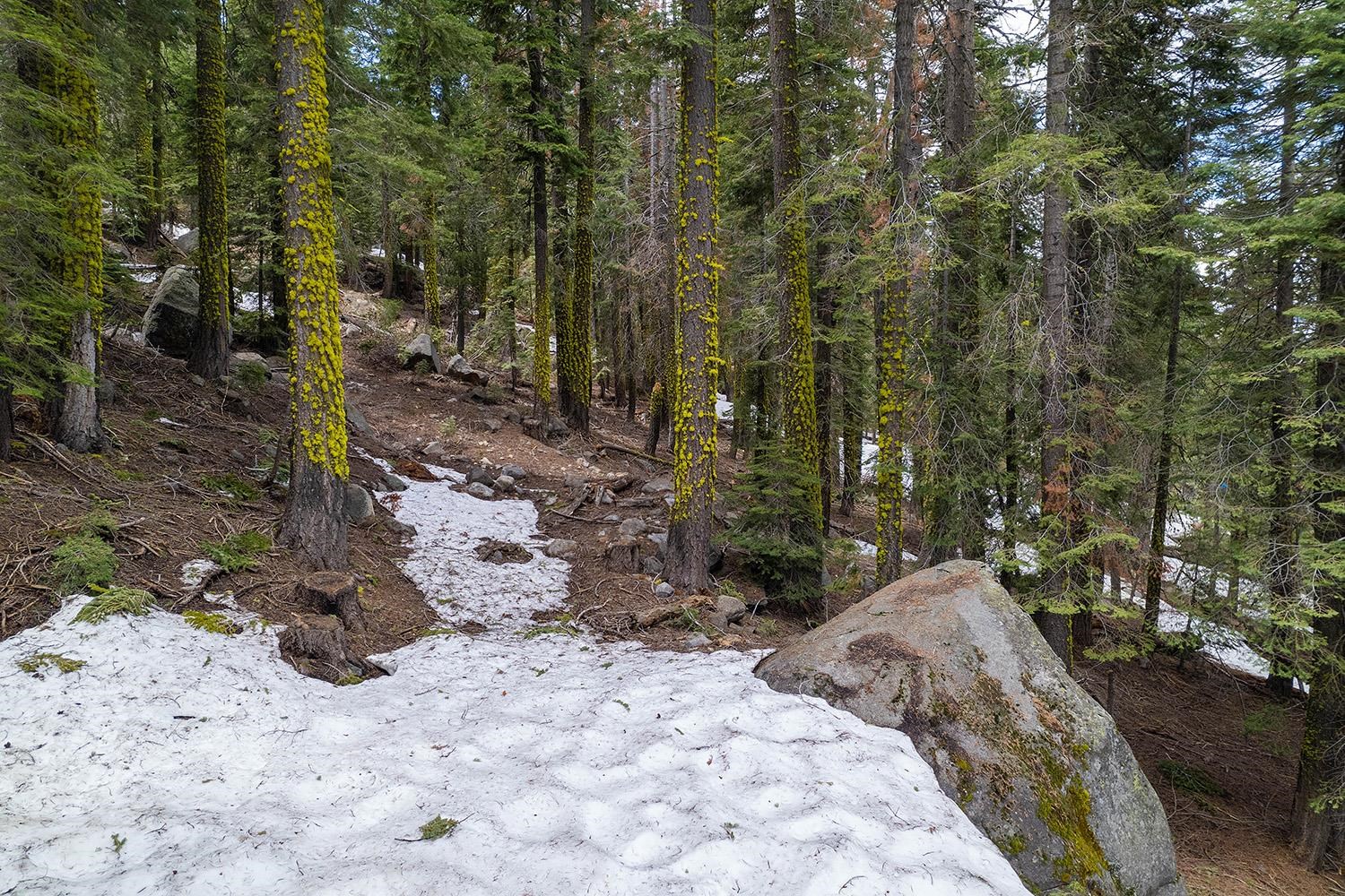 14601 Mt Judah Drive Truckee, CA 96161 - Photo 14 of 21 a view of backyard with green space
