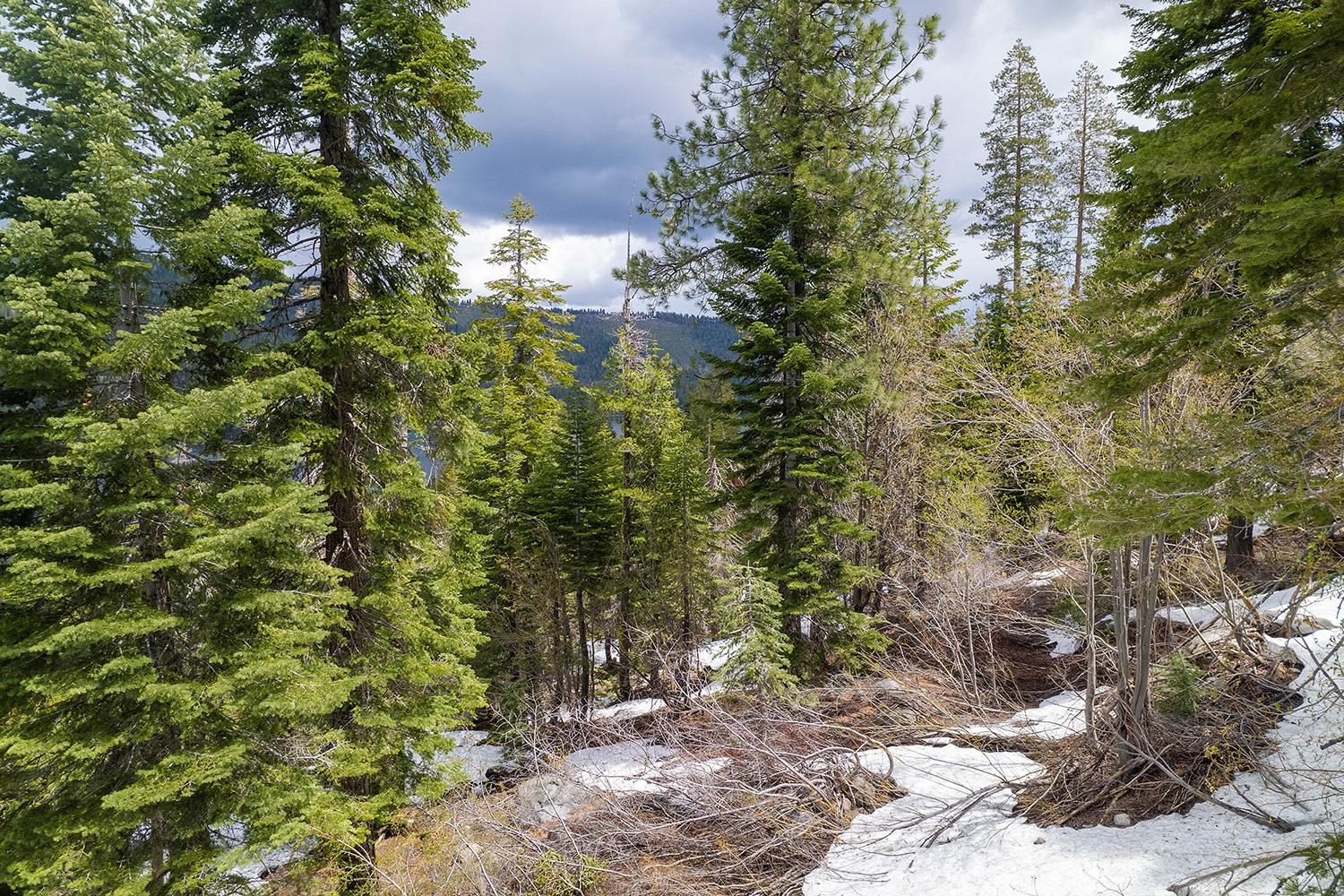14601 Mt Judah Drive Truckee, CA 96161 - Photo 17 of 21 a view of a plants yard with trees